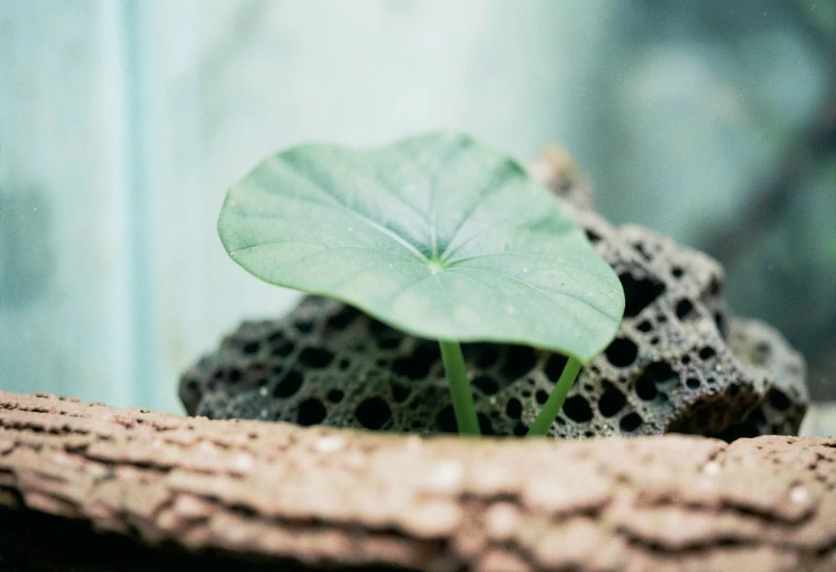 Best aquarium plants for hard water conditions